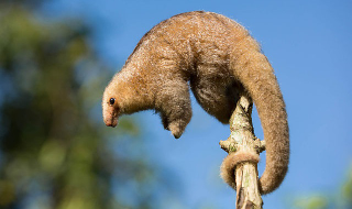 Illustration for article titled The Silky Anteater is Just Ridiculous